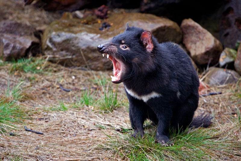 Tasmanian Devil